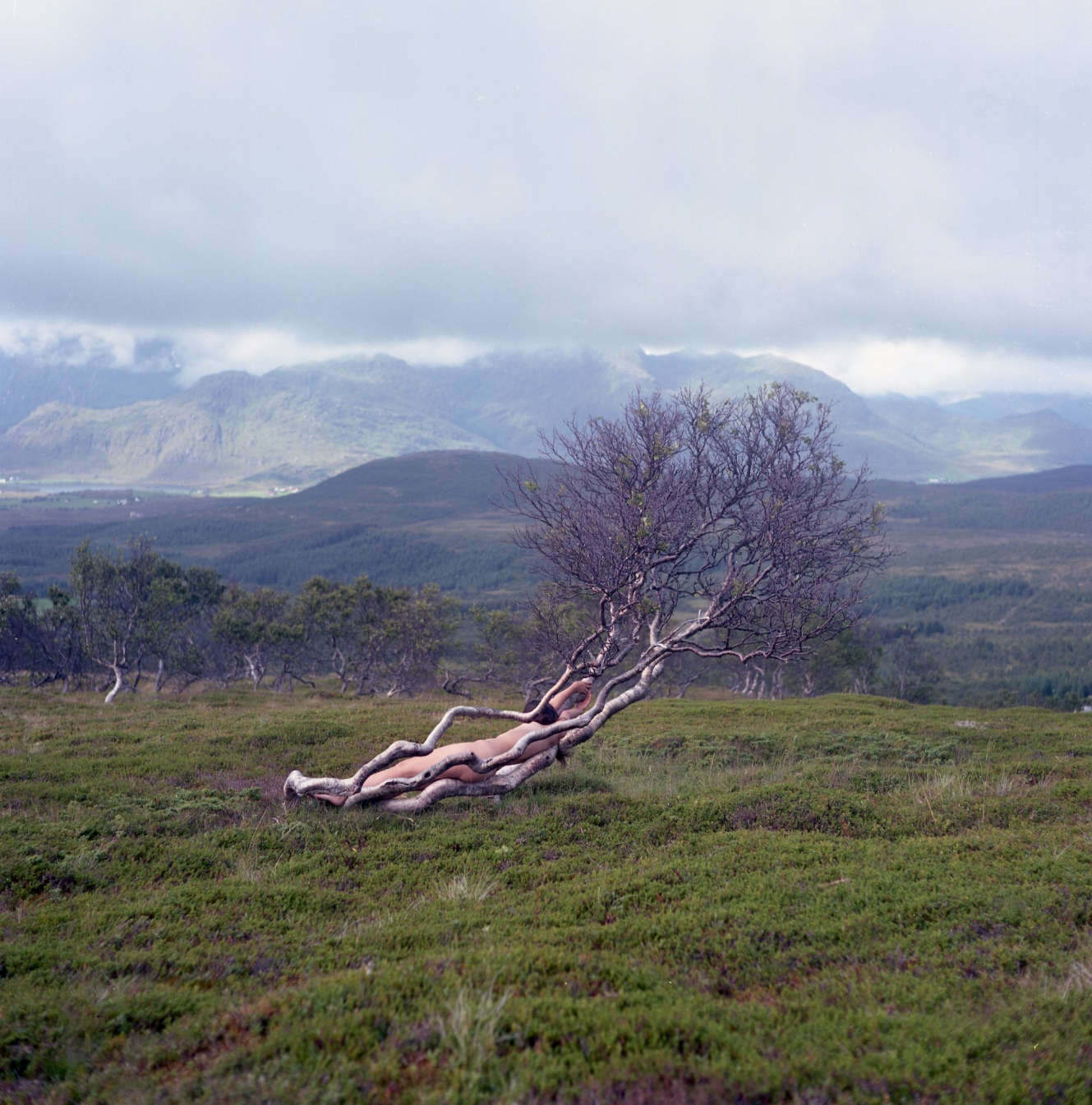 gallery/ksenia telepova - tree - ground - september 2018