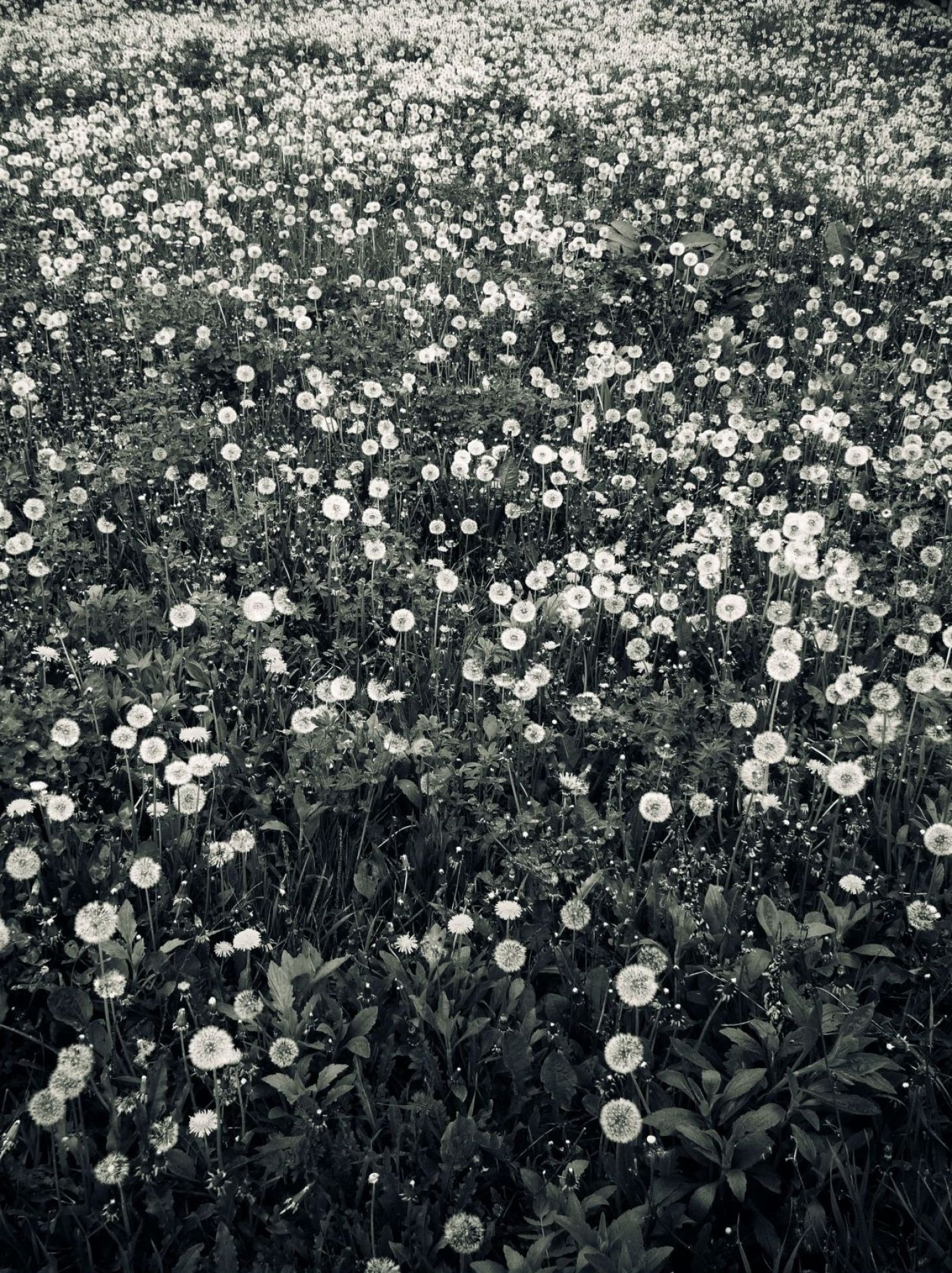 gallery/yama bato - april - 2018